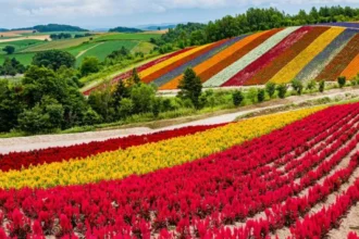 Hokkaido is a tourism and agricultural region, but Rapidus is making chips there too