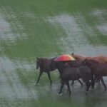 A man uses an umbrella to walk horses through a partially flooded polo field as rain pours in Kuala Lumpur, Malaysia, November 24, 2025.— Reuters