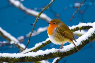 white-christmas-uk-2025-forecast